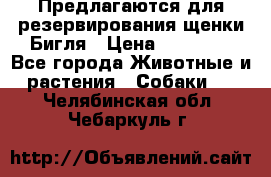 Предлагаются для резервирования щенки Бигля › Цена ­ 40 000 - Все города Животные и растения » Собаки   . Челябинская обл.,Чебаркуль г.